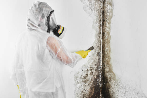 Best White Mold Remediation in South Zanesville, OH