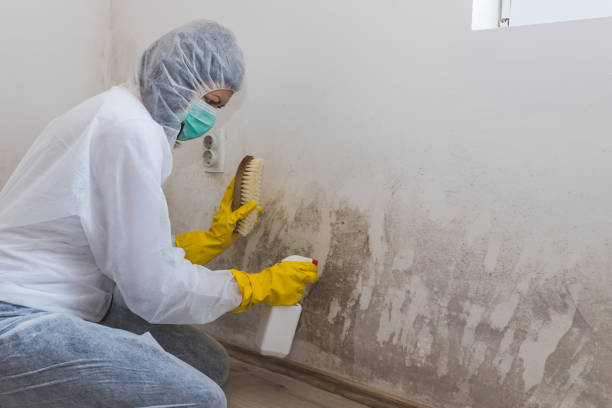 Best Post-Remediation Services in South Zanesville, OH