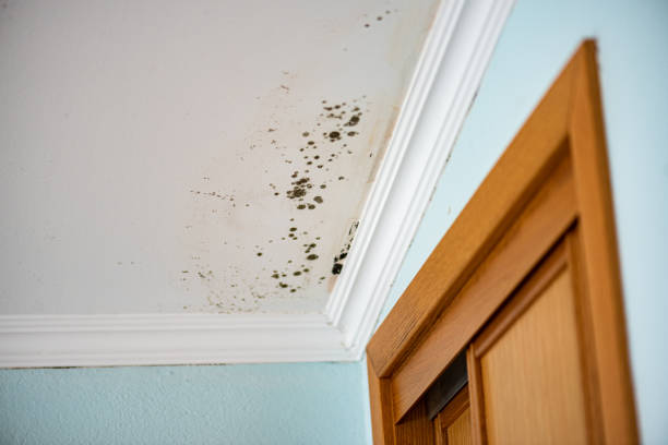 Best HVAC Mold Remediation in South Zanesville, OH