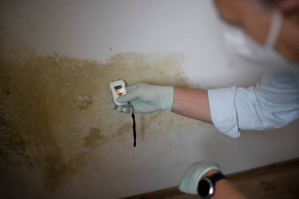 Best Residential Mold Remediation in South Zanesville, OH