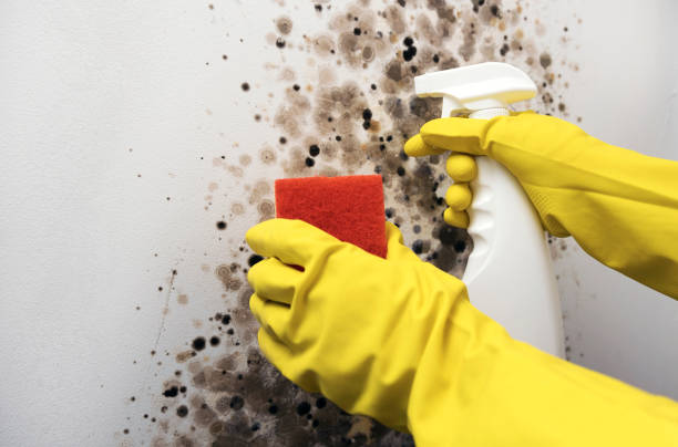 Best DIY Mold Remediation Support Services in South Zanesville, OH
