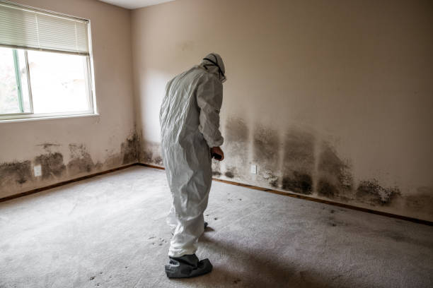 Best DIY Mold Remediation Support Services in South Zanesville, OH