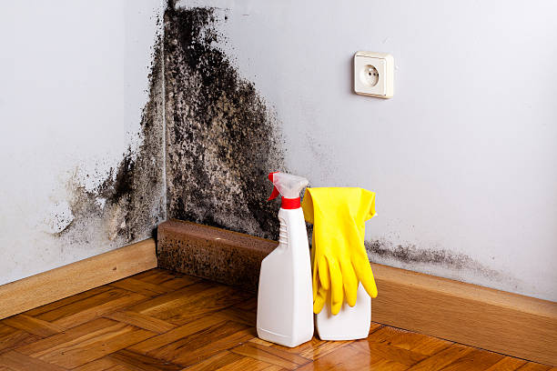 Best Residential Mold Remediation in South Zanesville, OH