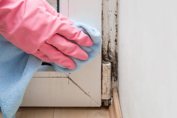 Best Preventive Mold Services in South Zanesville, OH