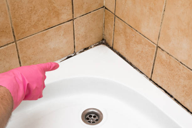 Best Attic Mold Remediation in South Zanesville, OH
